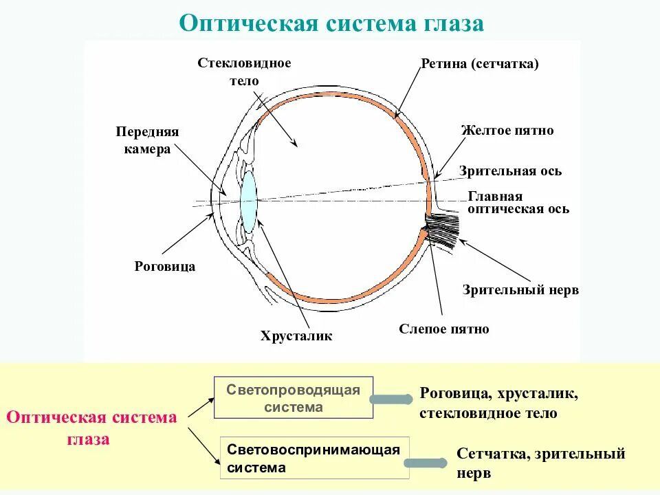 Строение глаза оптическая система глаза. Оптическая система глаза хрусталик. Схема оптической системы глаза. Оптическая система глаза строение глаза физика. Прохождение луча света в глазном