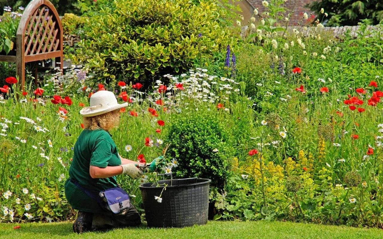 Garden flowers перевод. Цветы для сада и огорода. Цветы в саду и на даче. Цветник в огороде. Хобби Садоводство.