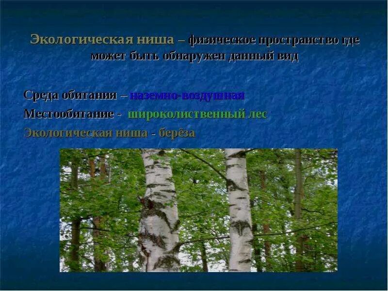 Экологическая ниша березы обыкновенной. Среда обитания березы. Среда обитания экологическая ниша. Окружающая среда березы.