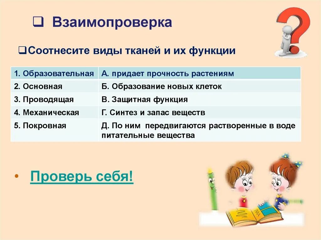 Придает растениям прочность. Механическая ткань растений. Механическая ткань. Самопроверка взаимопроверка. Придает растениям прочность.
