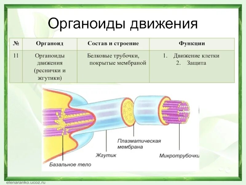 Функции органов движения. Органоиды движения микротрубочки строение. органоиды движения характеристика. органоиды движения строение и функции таблица 10 класс. органические движения строение и функции.