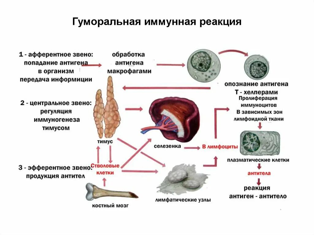 Гуморальная реакция. Иммунная реакция в селезенке. Гуморальные узлы. Т лимфоциты в селезенке. Гуморальные реакции организма