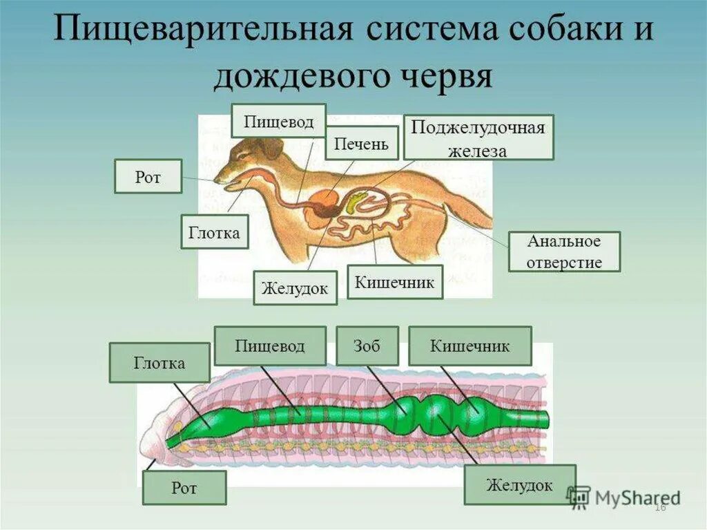 Пищевод собаки