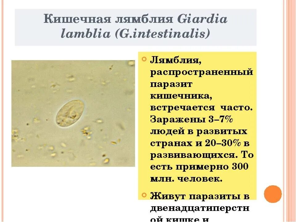 Giardia intestinalis культивирование. Гиардиа лямблиа. Лямблия кишечная циста. Lamblia intestinalis циста. Простейшие в кале лечение