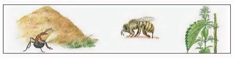 Поясни что изображено на рисунках