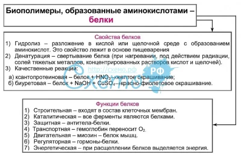 Характеристики биополимеров. Биополимеры таблица. Функции биополимеров таблица. Основные типы биополимеров и их функции. Таблица классификация строение и функции биополимеров.