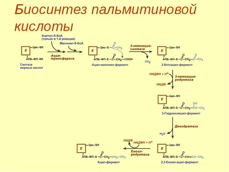 Окисление в биосинтезе. Этапы синтеза пальмитиновой кислоты. Биосинтез пальмитиновой кислоты. Синтез пальмитиновой кислоты из аланина. Синтез жирных кислот схема.