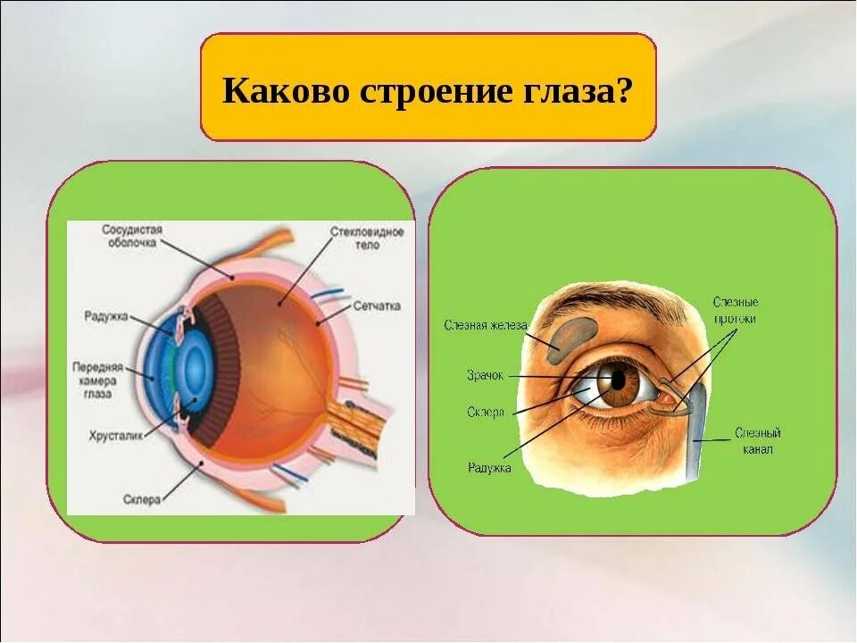 Строение глаза. Строение органа зрения. Изображение строения глаза. Строение человеческого глаза.