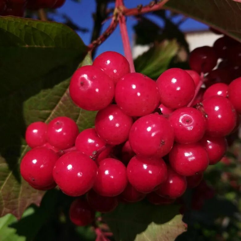 ягода калина в ящике. фруктовые букеты красноярск. ягода красноярск. паслён сладко-горький ядовитый. ягода красноярск.