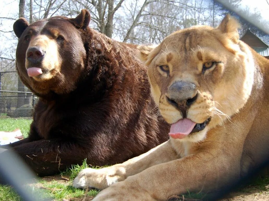 Тигр лев и медведь. Лев Лео тигр Шерхан и медведь балу. Балу Лео и Шерхан. Тигр и медведь. Дружба медведя тигра и Льва.