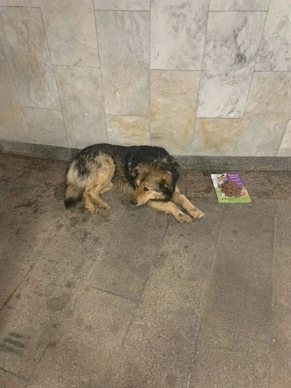 найденные собаки курска. потерявшиеся животные собаки курск. найден хаски курск. найденные собаки курска. курск найти собаку.