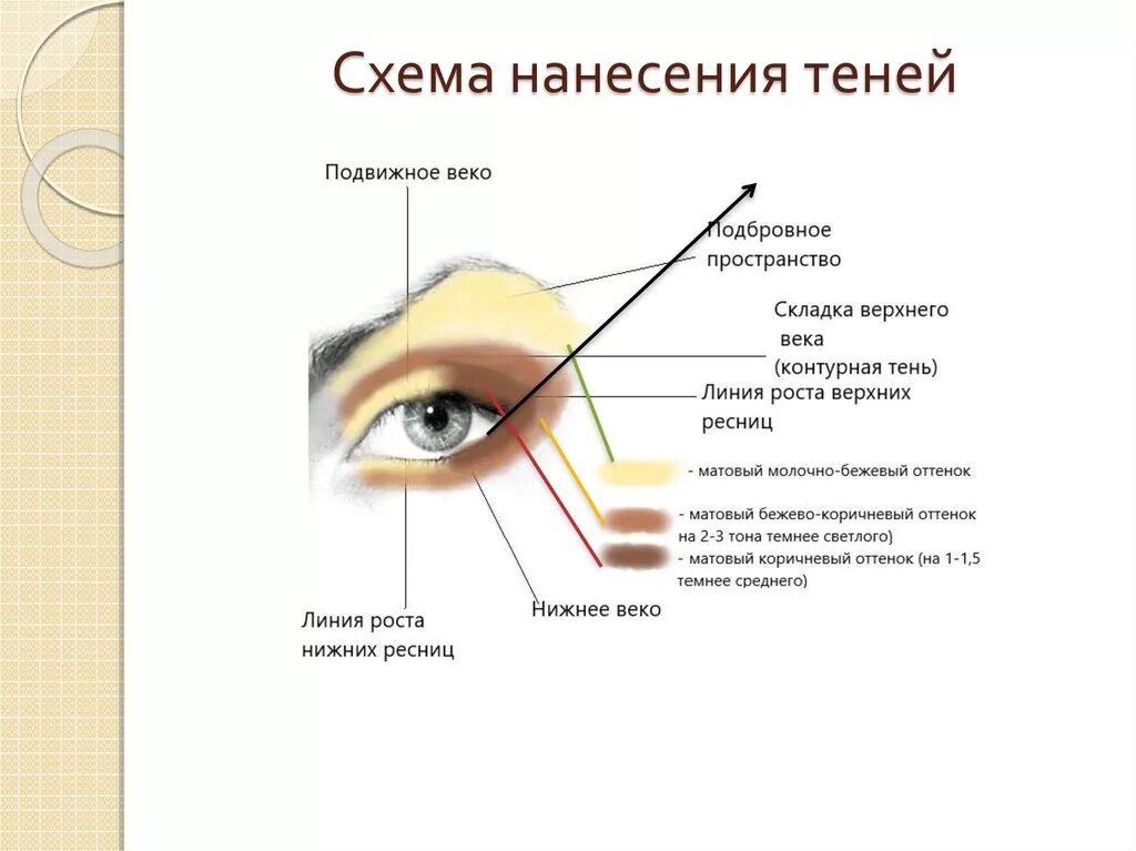 Строение глазного века схема. Схема нанесения теней. Схема нанесения теней на веки. Макияж глаз схема нанесения.