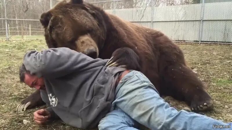 Мужчина медведь видео. Медведь бухает. Бухие медведи.
