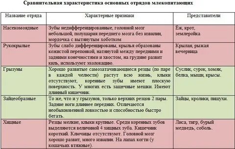 Название животного и особенности строения