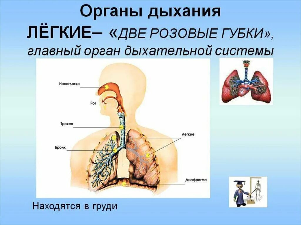 Дыхательная система. Органы дыхания. Дыхательная система человека. Организм человека дыхательная система. Роль дыхательной системы 3 класс