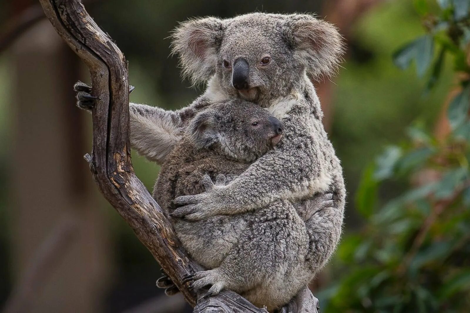 Коала рука. Коала сумчатое. Сумчатый медведь коала Австралия. Коала сумчатая с детенышем. Коала и детеныш Австралия.