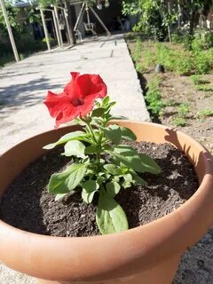 Петуния обрезка для пышного
