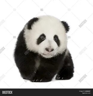 Giant Panda (4 Months) - Ailuropoda Melanoleuca.