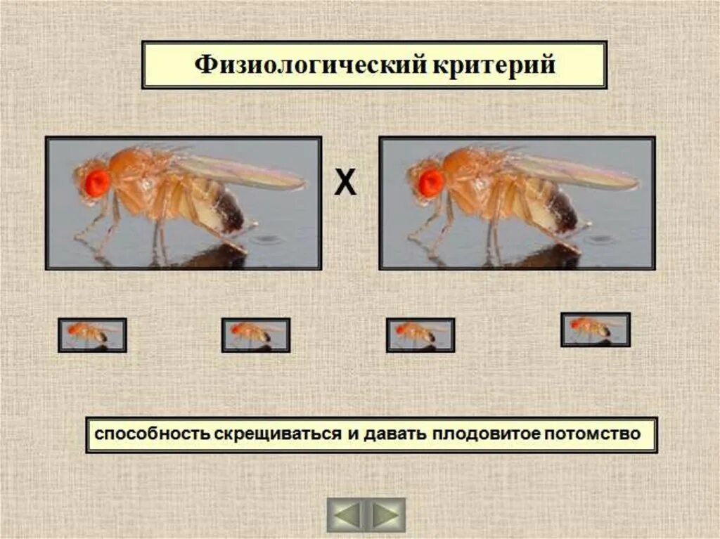 Физиологические признаки это в биологии. Физиологический вид биология. Физиологический критерий это в биологии.