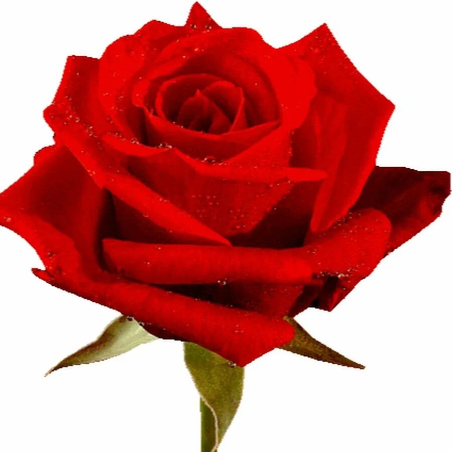Rose gif box net