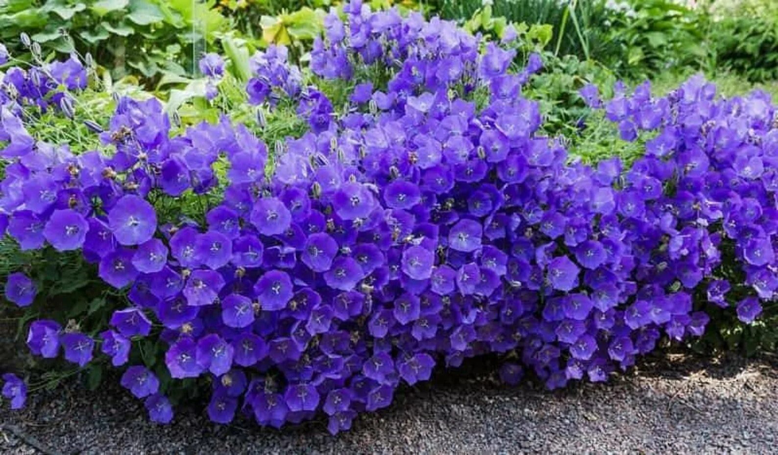 Колокольчик карпатский (campanula carpatica). Колокольчик карпатский блю. Колокольчик карпатский в альпинарии. Кампанула блауранка. Колокольчик карпатский перл дип блю.