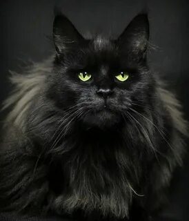 Черный сибирский кот