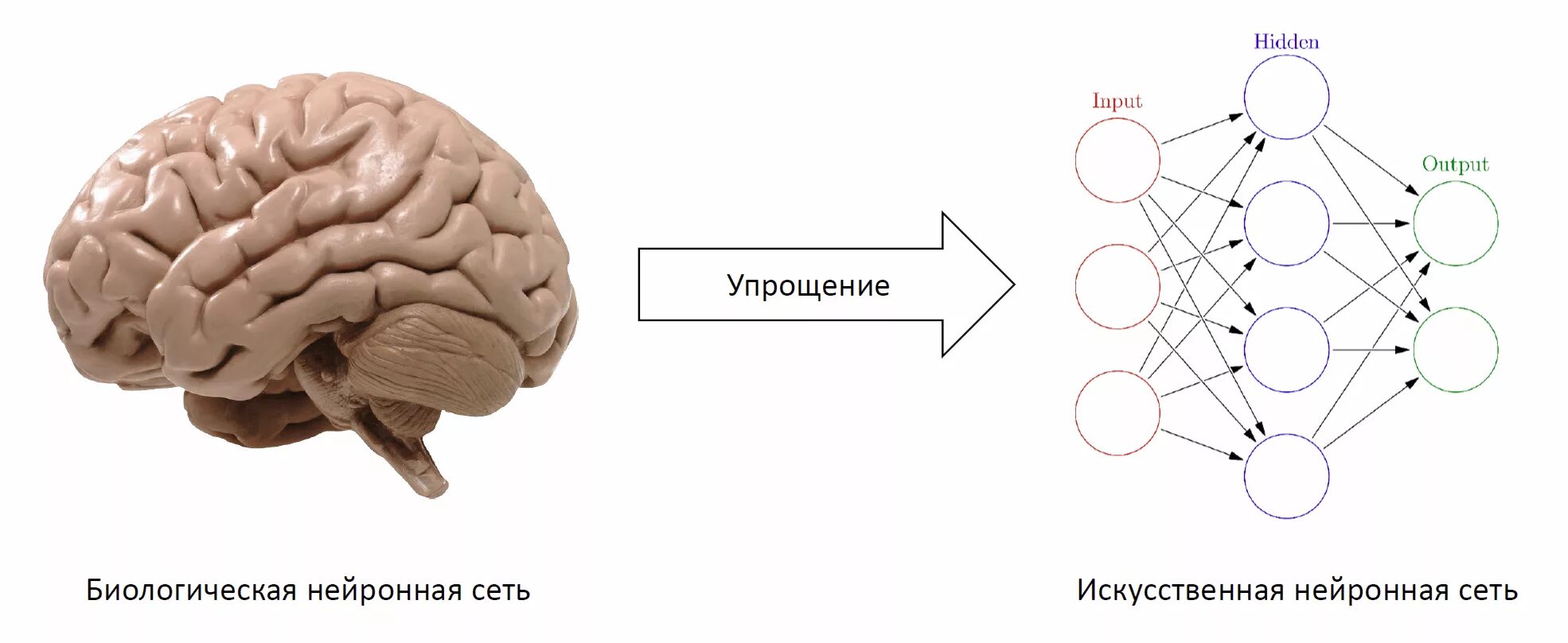 Повторить мозг. Модель нейрона в нейронной сети. Искусственный Нейрон искусственные нейронные сети. Нейронная сеть мозга схема. Нейроны в нейронной сети схема.