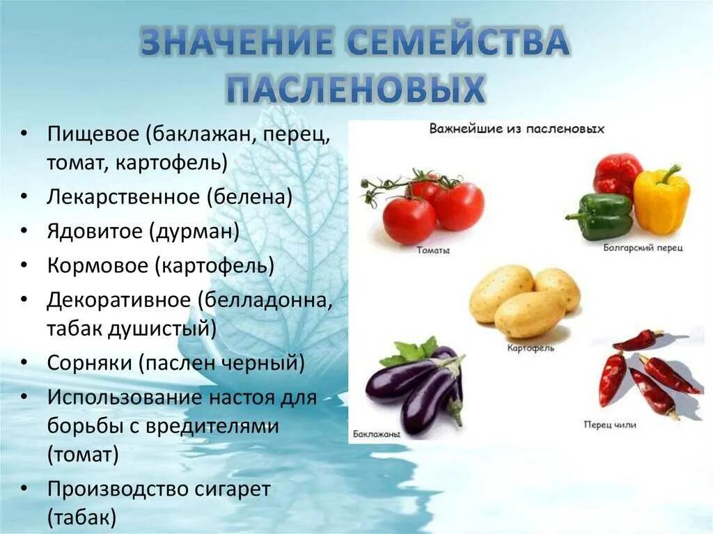 К какому семейству относится перец