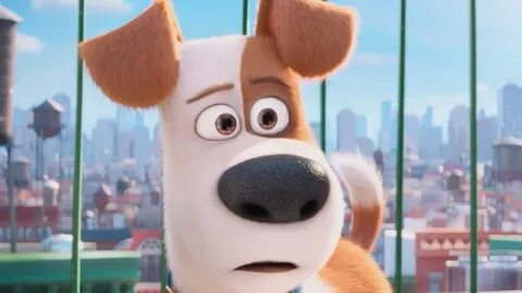 Pets dogs 2