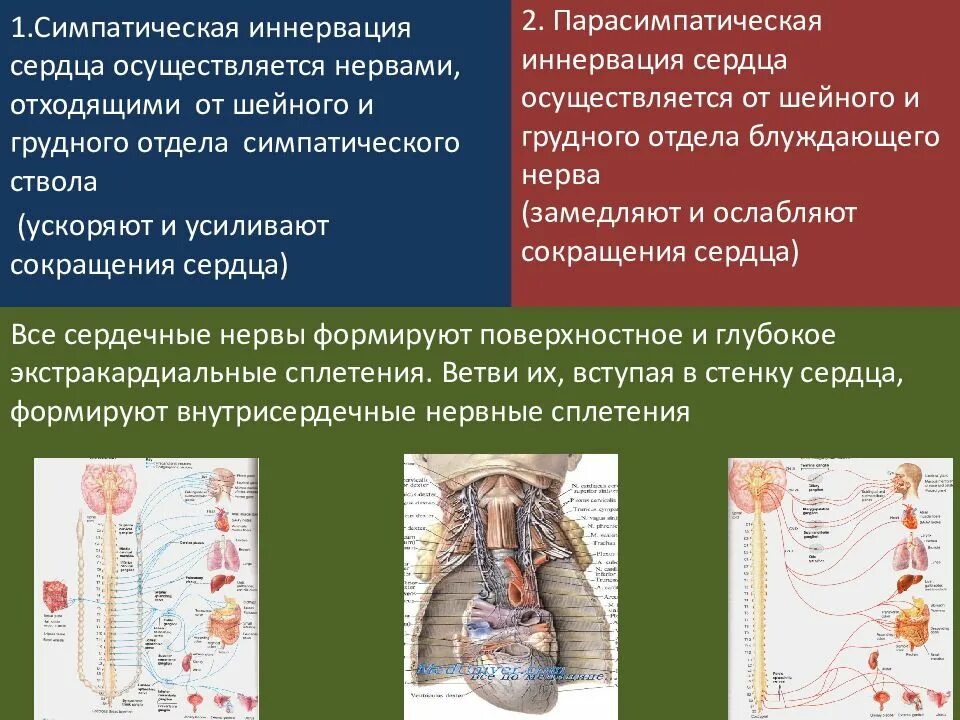 Парасимпатическая иннервация сердца. Центр парасимпатической иннервации сердца. Источники симпатической и парасимпатической иннервации сердца. Симпатическая иннервация сердца.