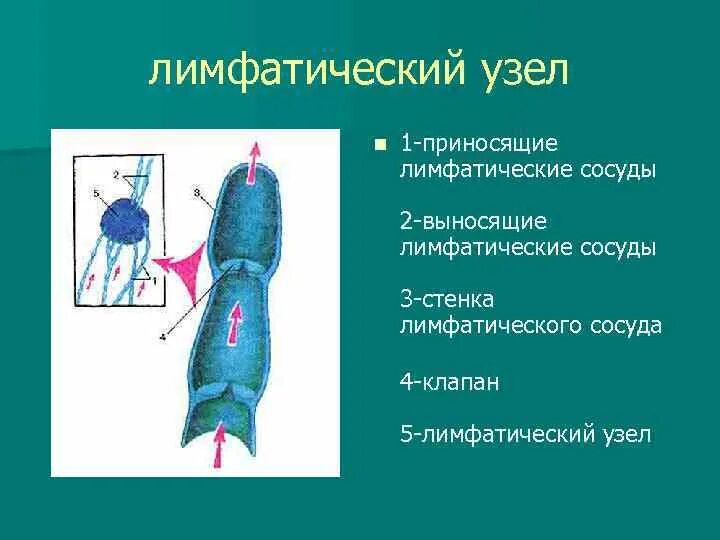 Лимфатические сосуды несут. Приносящие и ВЫНОСЯЩИЕ лимфатические сосуды. Лимфатические сосуды. ВЫНОСЯЩИЕ сосуды лимфатических узлов. Приносящие сосуды входят в лимфатический узел.