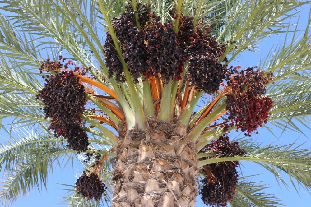 Где финики атаман. Дерево краснодарский финик. Финики сорт калите. Где финики атаман. Mazafati dates финики.