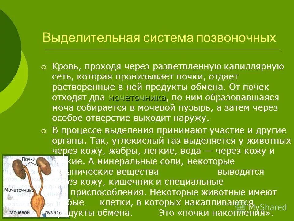 Почки позвоночных животных. Почки позвоночных животных