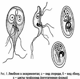 Лямблии 1 циста
