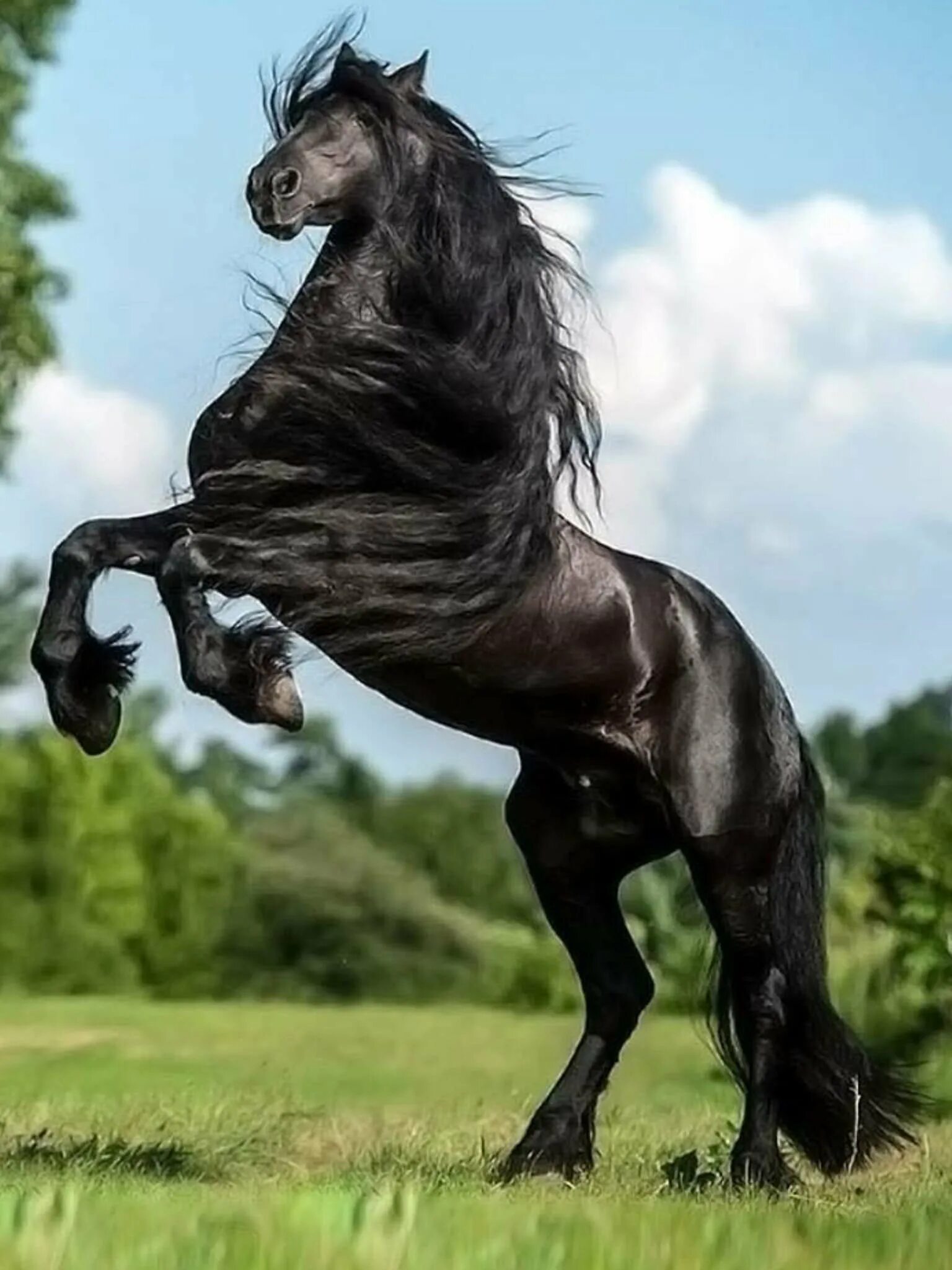 Покажи фото лошади. Фризская порода лошадей Вороная. Вороной Мустанг лошадь. Пегая Фризская лошадь.