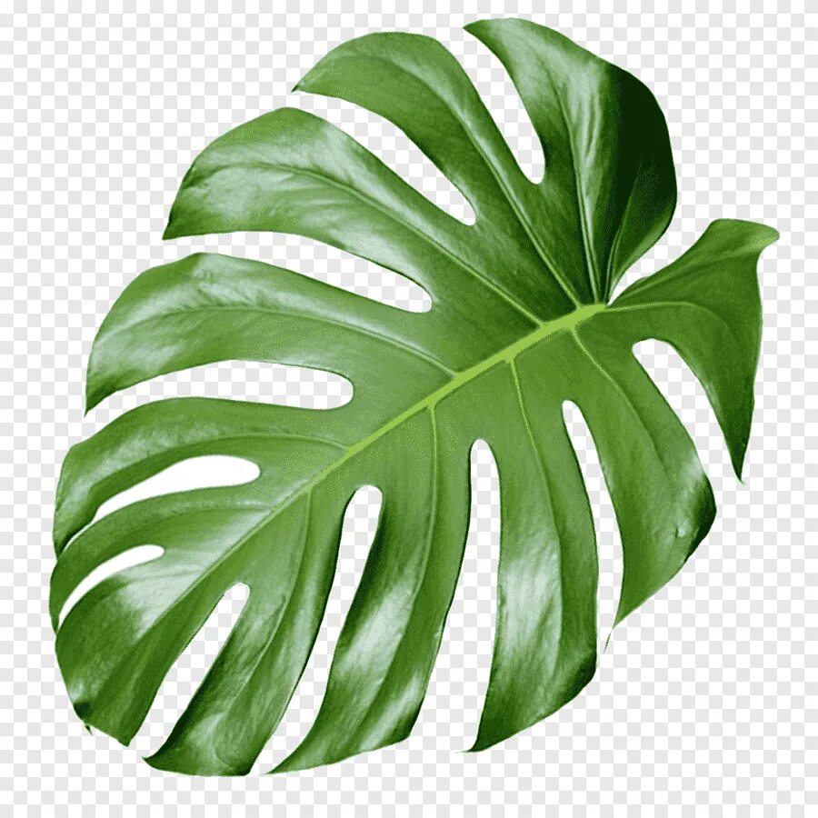 Монстера Делициоза (Monstera deliciosa). Monstera deliciosa листья. Монстера деликатесная лист. Монстера деликатесная (Monstera deliciosa).