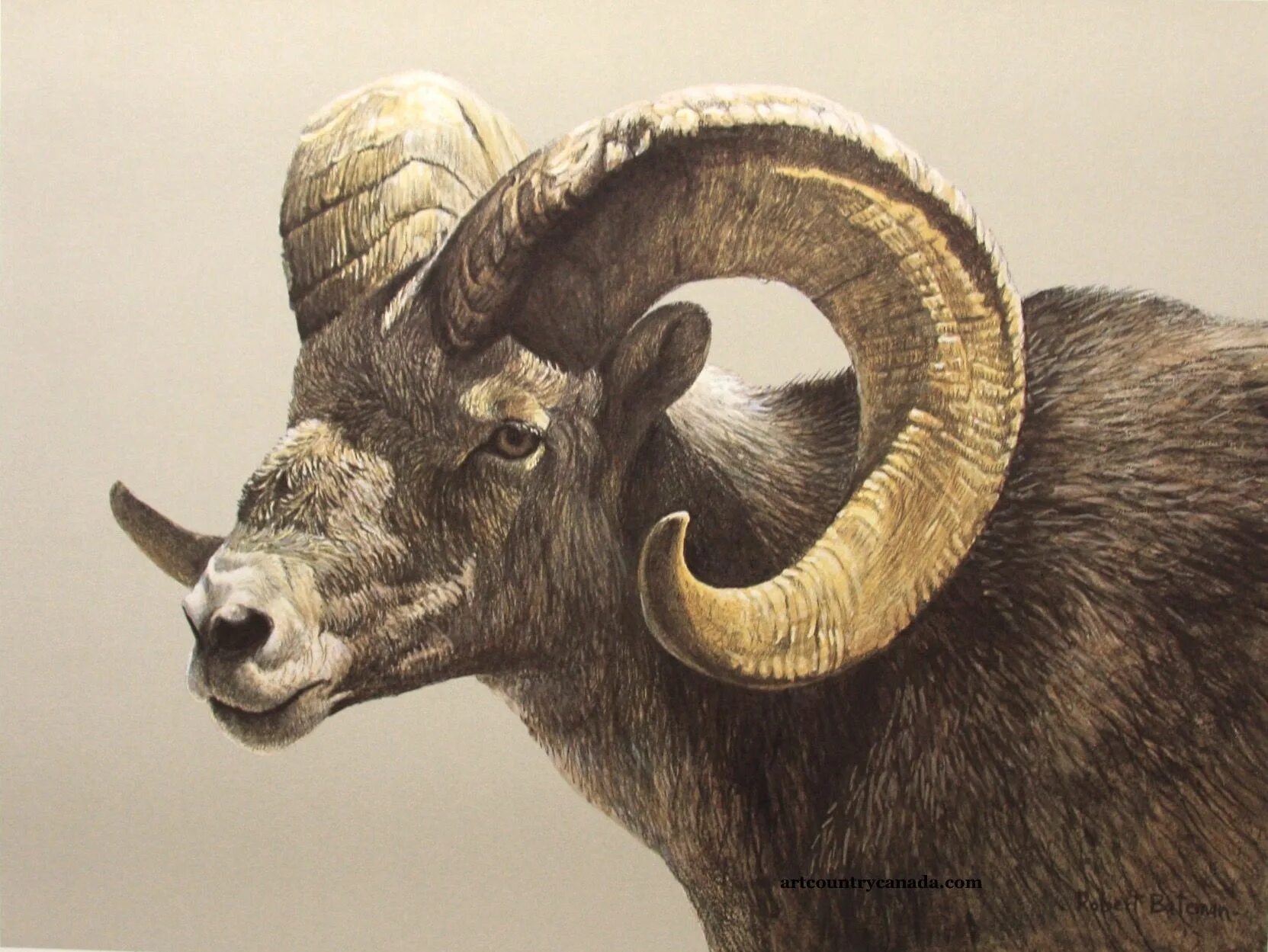 Rams horn
