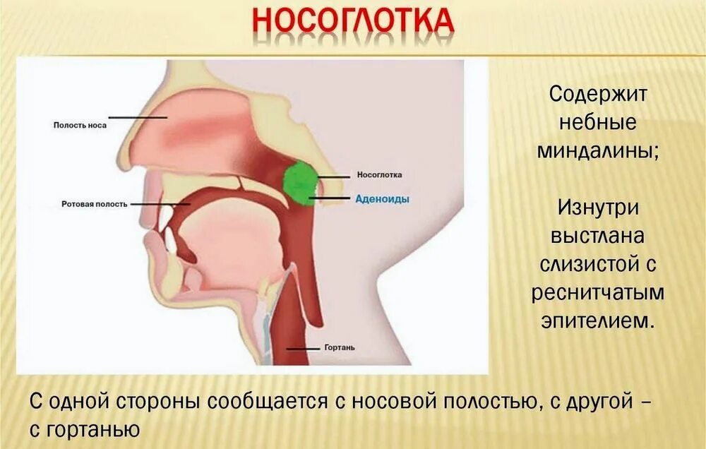 Между носом и ртом. Глоточная миндалина аденоиды. Анатомия ЛОР органов аденоиды. Строение носоглотки аденоиды. Строение гортани миндалины.