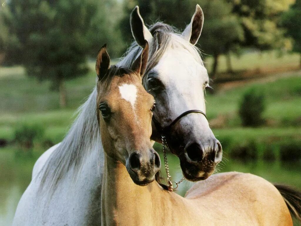 Лошади. Красивые лошадки. Красивый конь. Картинки лошадей красивые. Two horse