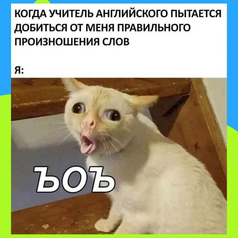 Кот с высунутым языком мем. Кот с высунутым языком мем