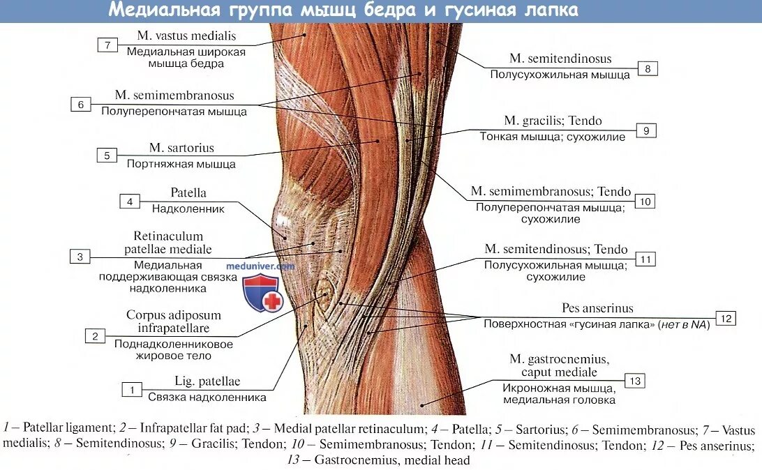 Строение гусиной лапки коленного сустава. Поверхностная гусиная лапка коленного сустава анатомия. Коленный сустав мышцы сбоку. Медиальная группа мышц бедра анатомия. Коленный сустав таблица