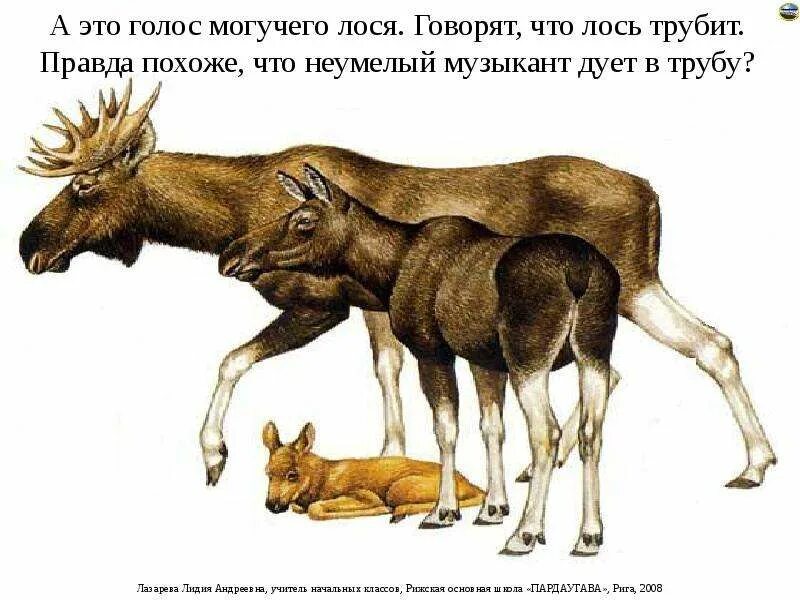 Лось. Лось звуки издает. Голос самки лося. Восточносибирский лось. Лось самец и самка.