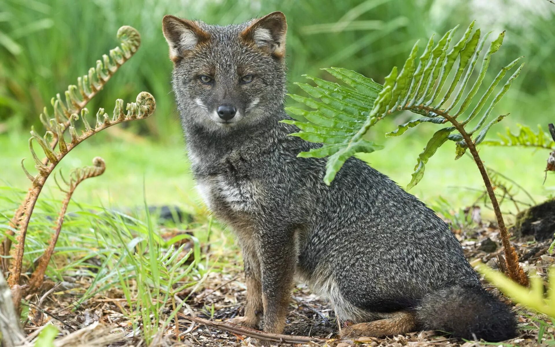 Lycalopex fulvipes. Дарвинова лиса. Чернобурая лисица. Пампасская лисица Южной Америки. Разновидности лисов