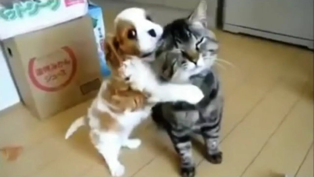 Видео смешных котят до слез. Ролики про собак и кошек. видеоролики собак с кошками. забавные ролики с кошками и собаками. смешные ролики с котиками и собаками.
