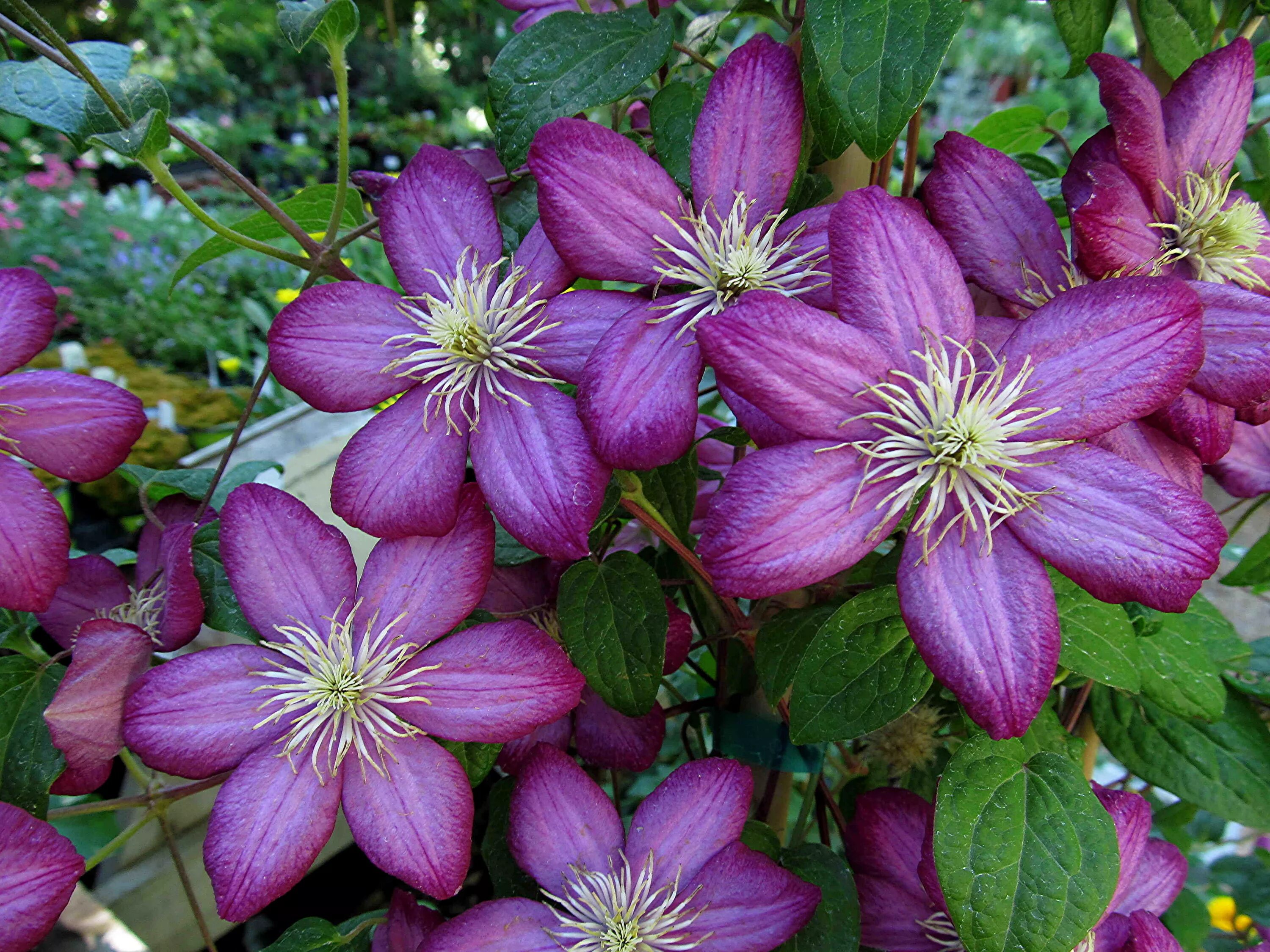 Старые сорта клематисов фото. Клематис Какио. Клематис Baltyk. Клематис (Clematis Baltyk). Клематис Юста.