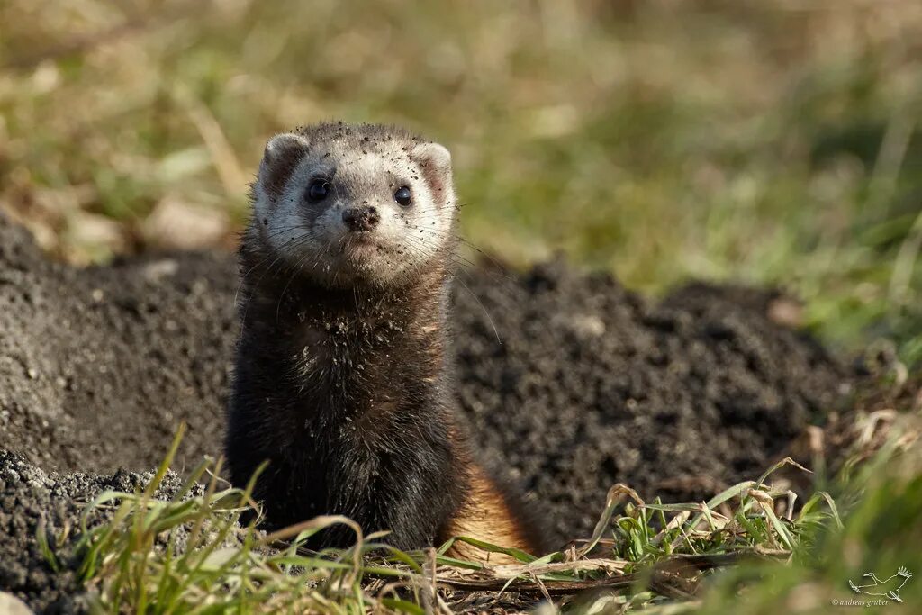 Степной хорь. Mustela eversmanni Степной хорь. Хорь Степной Крымская. Амурский Степной хорь. Хори про