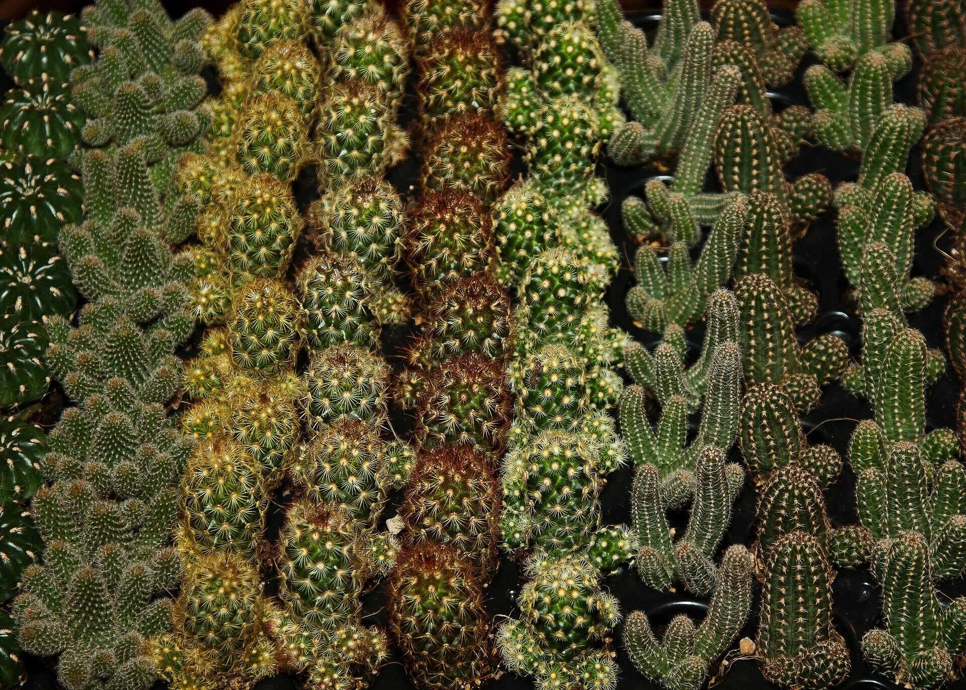 Cactus dg. Кактус опунция микс. Опунция вульгарис. Стеблевидные кактусы. Кактус ламинария Акутус.