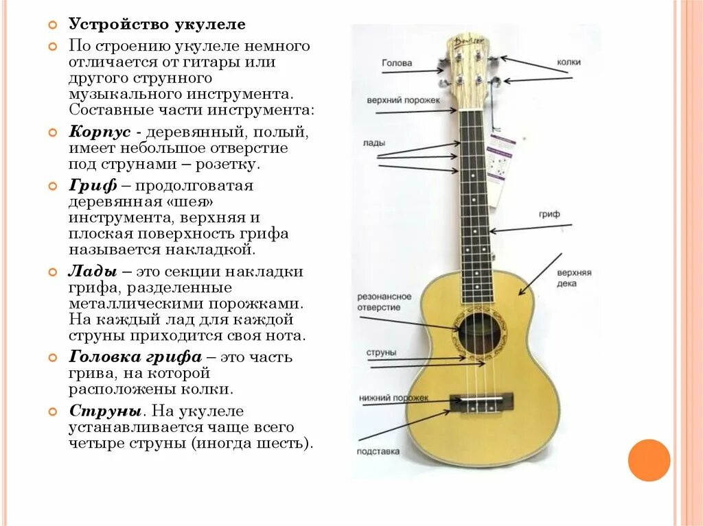 Укулеле рассказ. История укулеле. Инструменты для гитары. Интересные факты о музыкальных инструментах. Укулеле рассказ.