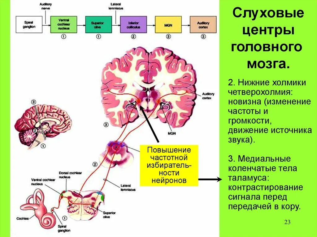 Подкорковые центры слуха в промежуточном мозге. Обработка слуховой информации в головном мозге. Слуховой центр мозга. Слуховые центры головного мозга.