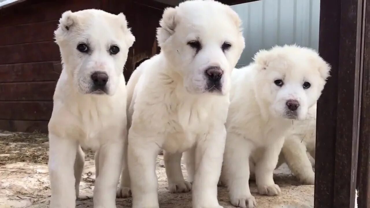 Алабай белый. Щенок алабая белый. Алабай щенок 2 месяца. Алабай щенок 1 месяц. Купить алабая в московской области